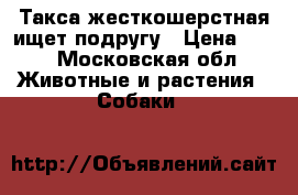 Такса жесткошерстная ищет подругу › Цена ­ 10 - Московская обл. Животные и растения » Собаки   